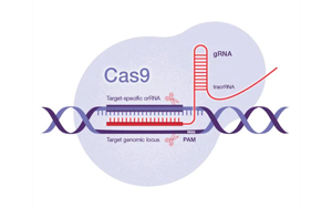Science：一種開(kāi)創(chuàng)性的遺傳方法——利用CRISPR-Cas9技術(shù)，激活細(xì)菌隱藏的藥物潛能