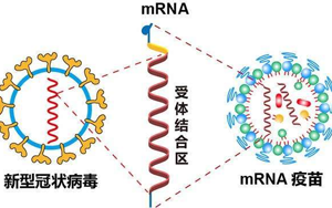mRNA疫苗技術解析-關鍵性原料為開發保駕護航 mRNA疫苗技術解析-關鍵性原料為開發保駕護航