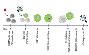 Nature Biotechnology：彩色細(xì)胞核顯示出細(xì)胞的關(guān)鍵基因