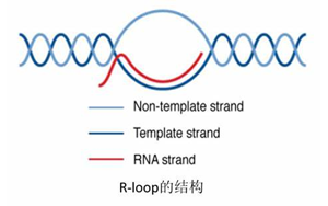 Science：真的沒(méi)想到，RNA:DNA這種特殊“三明治”結(jié)構(gòu)與情緒體驗(yàn)密切相關(guān)