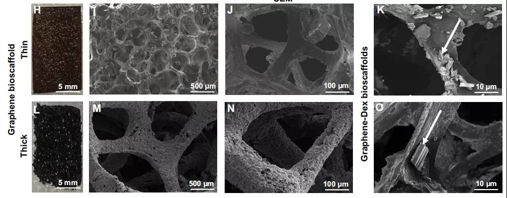 石墨烯 YYDS！Science Advances：石墨烯生物支架用于抑制器官移植的炎癥反應，提高移植細胞的生存率