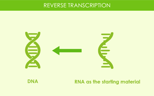 Seebio(R) Reverse Transcriptase逆轉(zhuǎn)錄酶