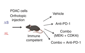 Nature Cancer公布一種新的基于CRISPR的技術(shù),可以切割癌癥基因組并研究拷貝數(shù)的變化 Nature Cancer公布一種新的基于CRISPR的技術(shù),可以切割癌癥基因組并研究拷貝數(shù)的變化