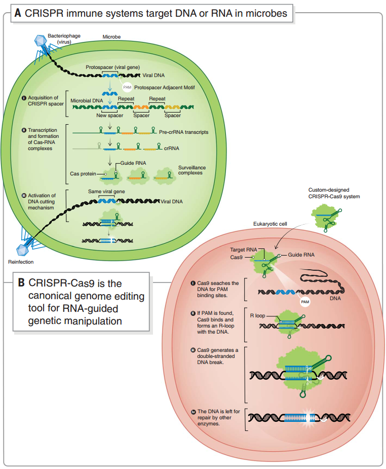 微生物中的 CRISPR 自我防御系統和 CRISPR-Cas9 基因編輯系統