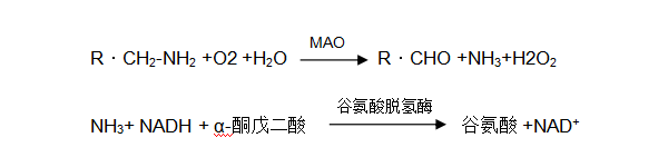 單胺氧化酶（MAO）檢測