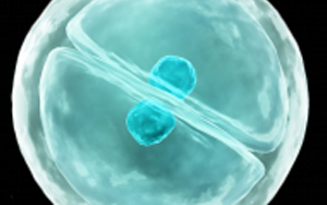 eLife：細(xì)胞真是“成精了”，它能模仿人類(lèi)交流方式，一旦“關(guān)系”破裂，癌癥和糖尿病都找上門(mén)