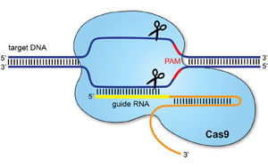 PNAS：基于CRISPR/cas9的基因驅動可以抑制農業(yè)害蟲