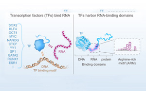 “瑞士軍刀”轉錄因子不僅能結合DNA和蛋白質,還能結合RNA “瑞士軍刀”轉錄因子不僅能結合DNA和蛋白質,還能結合RNA