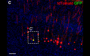 《Neuron》科學家發現腦力更新的生物標志物 《Neuron》科學家發現腦力更新的生物標志物