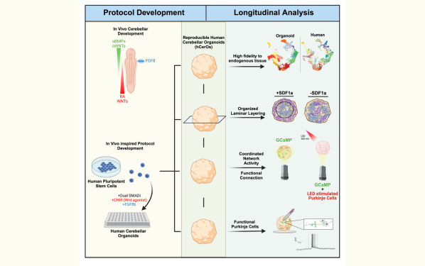 《Cell Stem Cell》改變游戲規則的類器官模型
