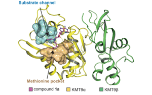 Nature子刊：這種抑制劑在治療前列腺癌上表現出潛力