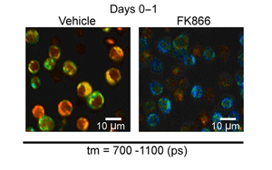 Science Immunology發(fā)現負責快速免疫反應的關鍵代謝過程 Science Immunology發(fā)現負責快速免疫反應的關鍵代謝過程