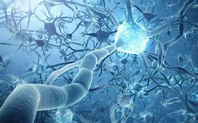 Science:當(dāng)神經(jīng)元向一個(gè)方向流動(dòng) Science:當(dāng)神經(jīng)元向一個(gè)方向流動(dòng)