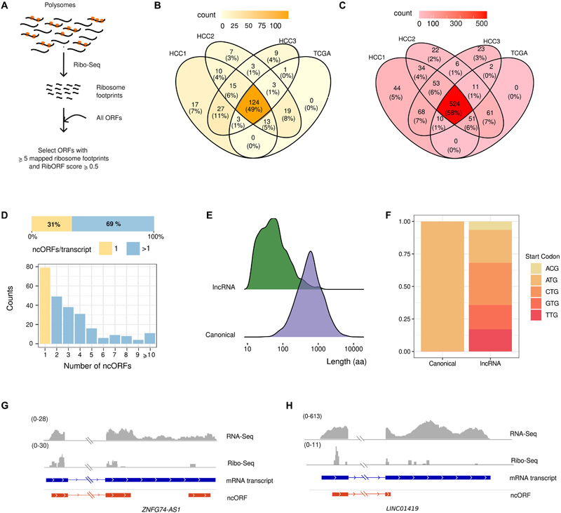 腫瘤表達(dá)lncRNAs中ncORFs的翻譯 腫瘤表達(dá)lncRNAs中ncORFs的翻譯