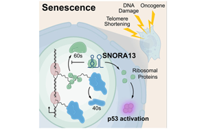 一個核仁小分子RNA在調節細胞衰老的作用:SNORA13是多種衰老必需的 一個核仁小分子RNA在調節細胞衰老的作用:SNORA13是多種衰老必需的